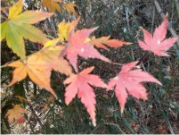 �������� ��å